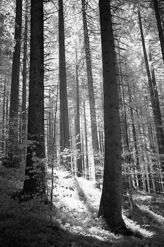 Infrarood zwart-wit bosfoto- Sereen licht tussen de bomen van Hidden Light Gallery