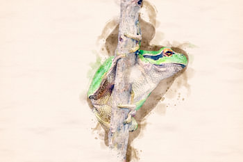Laubfrosch (Aquarellbearbeitung)