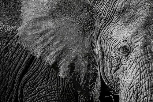 Nahaufnahme Afrikanischer Elefant – Serengeti, Tansania