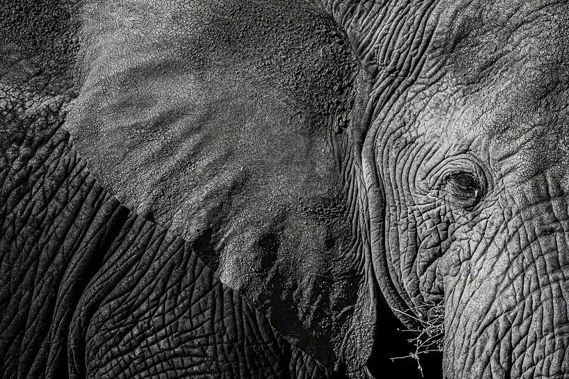 Gros plan sur un éléphant d’Afrique – Serengeti, Tanzanie par RobinV