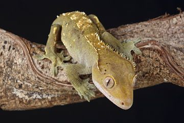 Wimpergekko (Correlophus ciliatus) van Ronald Pol