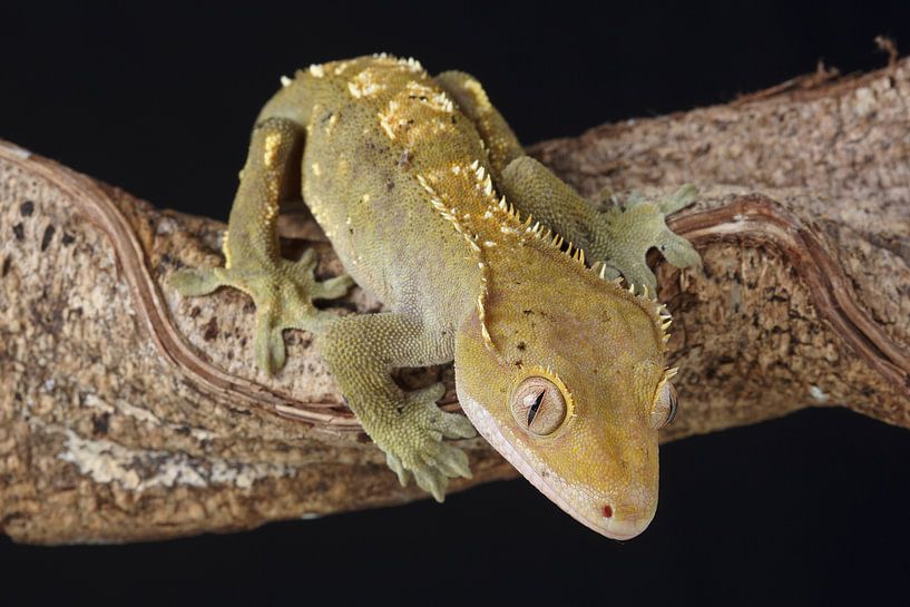 Crested Gecko (Correlophus ciliatus) by Ronald Pol