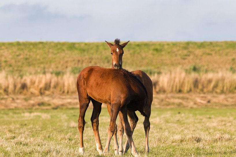 Ein schönes Duo wie diese Fohlen von Natuurpracht   Kees Doornenbal