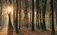 Speulderbos, Veluwe Nederland van Guido de Kleijn thumbnail
