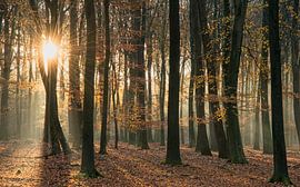 Speulderbos, Veluwe Netherlands by Guido de Kleijn