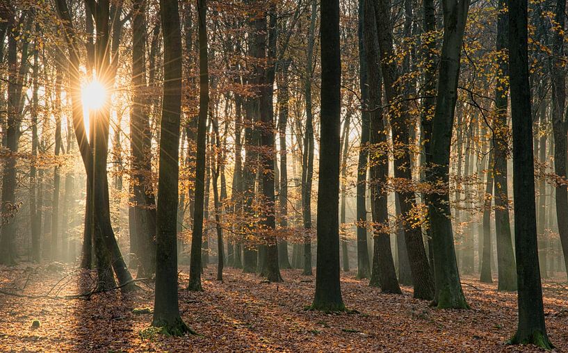 Speulderbos, Veluwe Nederland van Guido de Kleijn