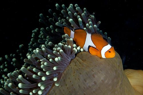 Clownfish