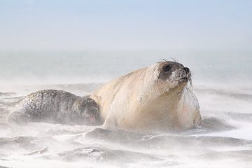 Elephant seals pup asks for milk