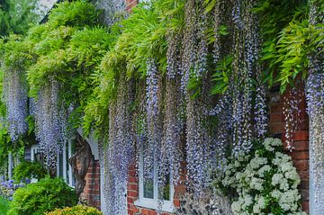 Gable with wisteria