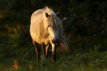 New Forest Pony van Jan Dolfing