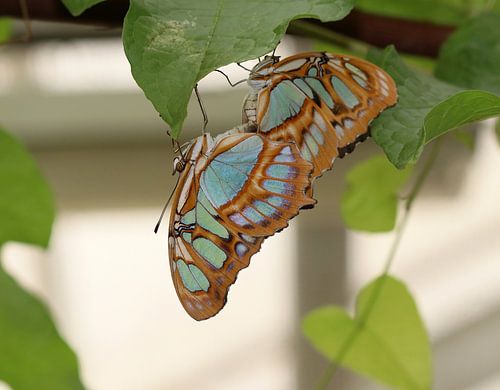 Papillon malachite sur Matthias Brix