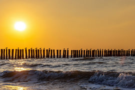 Möwen bei Sonnenuntergang in Breskens von Eva Bos