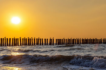 Seagulls at sunset in Breskens