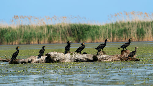 Cormorant Convention