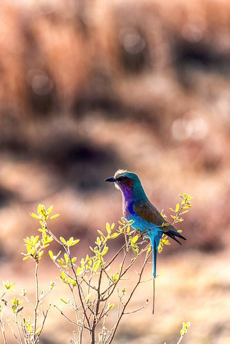 Lilac-breasted roller (Coratias caudata)