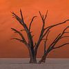 Ein sehr alter Baum im Deadvlei von Ton van den Boogaard