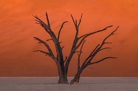 Een hele oude boom  in Deadvlei van Ton van den Boogaard