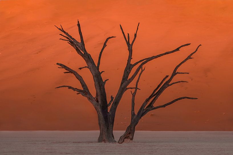 Een hele oude boom  in Deadvlei van Ton van den Boogaard