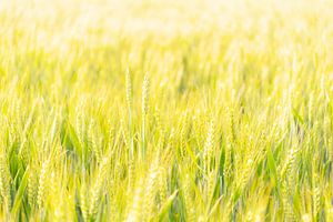 Fresh wheat plants growing in a field during springtime