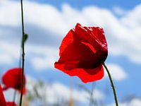 Poppies in the summer 5