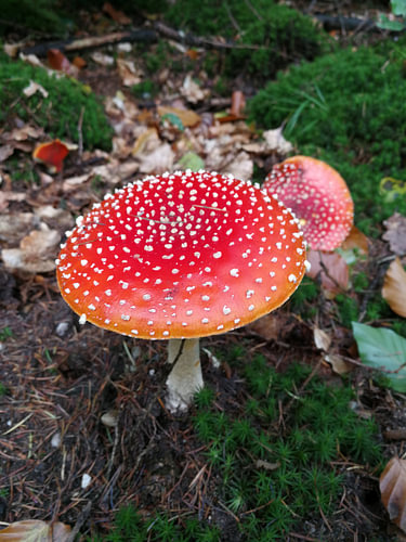 Rot mit wisse punkte