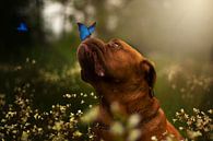 Schmetterling und der Bordeaux-Hund. von Manon Moller Fotografie Miniaturansicht