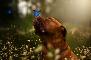 Vlinder en de Bordeaux hond. van Manon Moller Fotografie