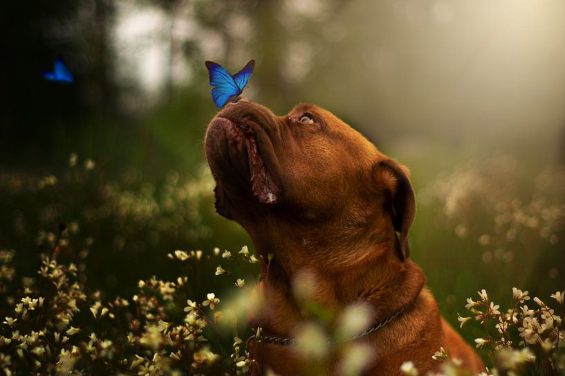 Schmetterling und der Bordeaux-Hund. von Manon Moller Fotografie