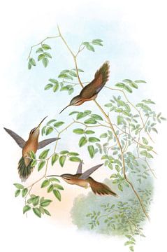 Adolph’s Hermit, John Gould by Hummingbirds
