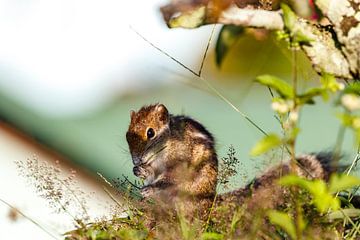 Nahaufnahme eines asiatischen Eichhörnchens, das einen grünen Zweig frisst von WorldWidePhotoWeb