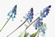 Lente bloemen / Blauw Druifje van Marianna Pobedimova thumbnail