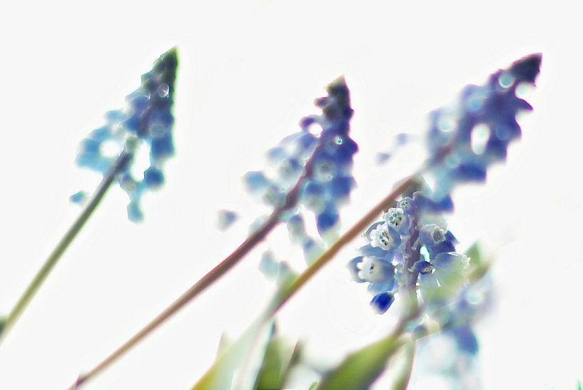 Lente bloemen / Blauw Druifje van Marianna Pobedimova