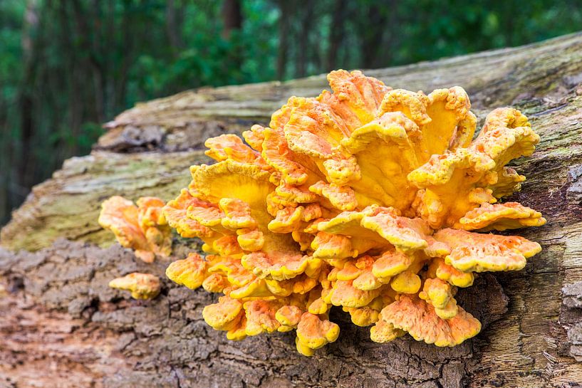 Oranje gele paddestoelen op boomstam van Ben Schonewille