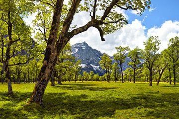 Spring on the Great Maple Ground by Rolf Schnepp