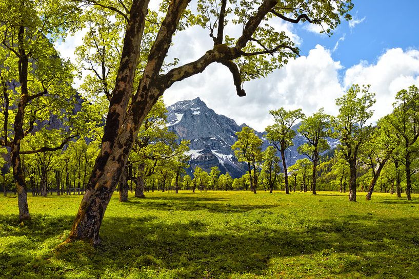 Frühling auf dem Großen Ahornboden von Rolf Schnepp