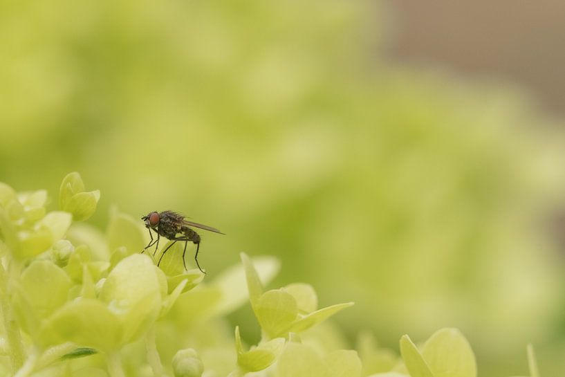 Fly by Moetwil en van Dijk - Fotografie