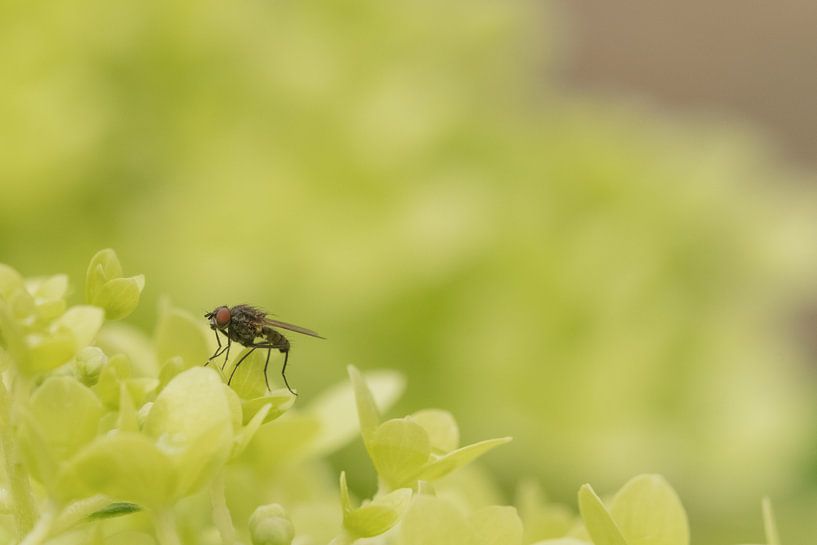 Vlieg van Moetwil en van Dijk - Fotografie