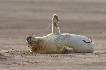 Jonge Grijze Zeehond op het strand van Jeroen Stel