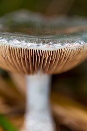 Mushroom #005 by Jan van den Broek 2BHAPPY4EVER