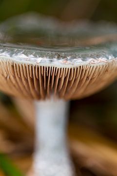 Mushroom #005 by 2BHAPPY4EVER photography & art