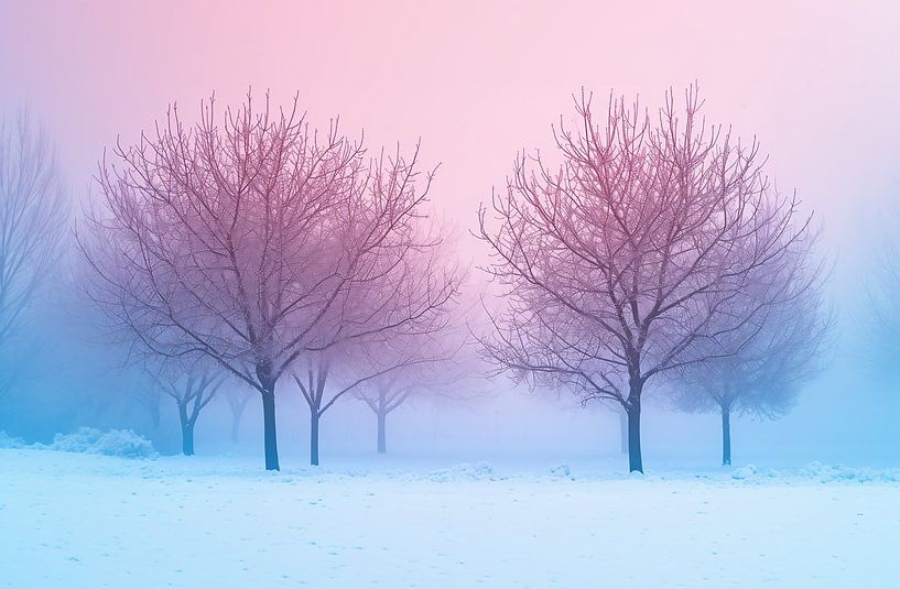 Boom in de winter van fernlichtsicht