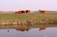 Koeien op de dijk, weerspiegeld in het wateer van Deborah S thumbnail