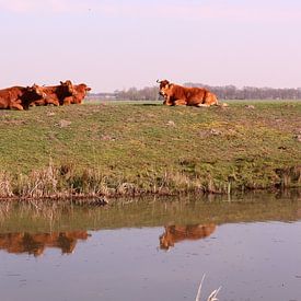 Koeien op de dijk, weerspiegeld in het wateer sur Deborah S
