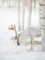 Serene Winter Scene