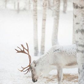 Sereen winterlandschap van Dagmar Pels