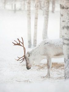 Gelassene Winterlandschaft