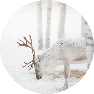 Sereen winterlandschap