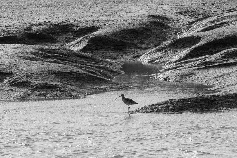 Curlew in the Dollard by Richard Gilissen