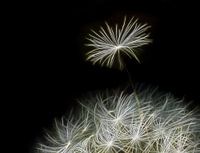 The One... (Dandelion bug on black)