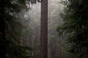 La vie dans les forêts